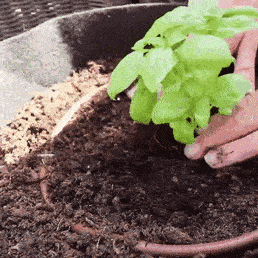 Garden Grow Bag Garden Grow Bag